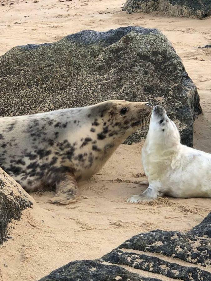The Pollywiggle, Waxham, Nr Sea Palling Dog Friendly, Private Walk To The Beach 诺里奇 外观 照片